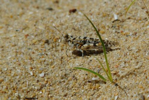 Sphingonotus sp.